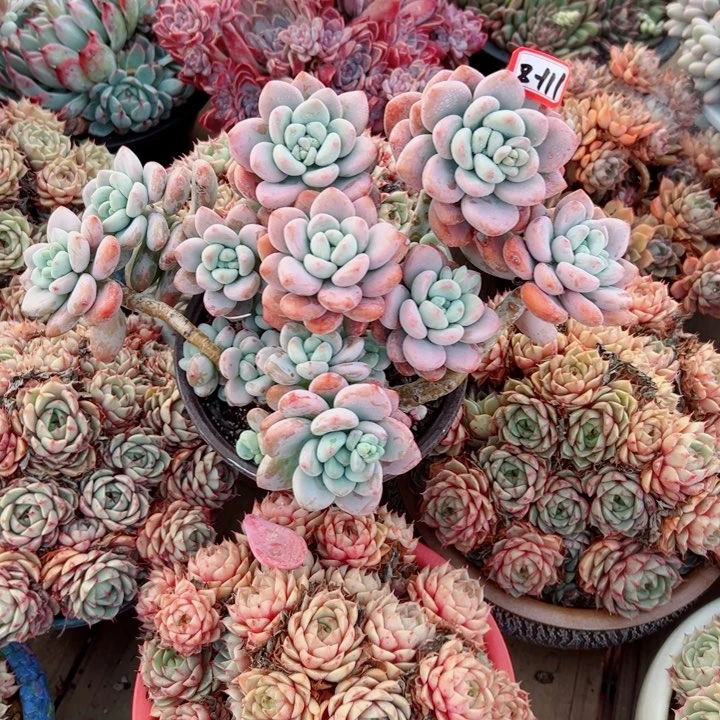 笑***?精品多肉植物老桩