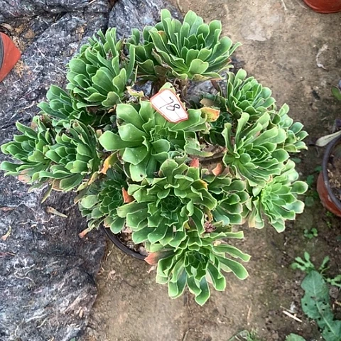 原始绿多肉植物法师78