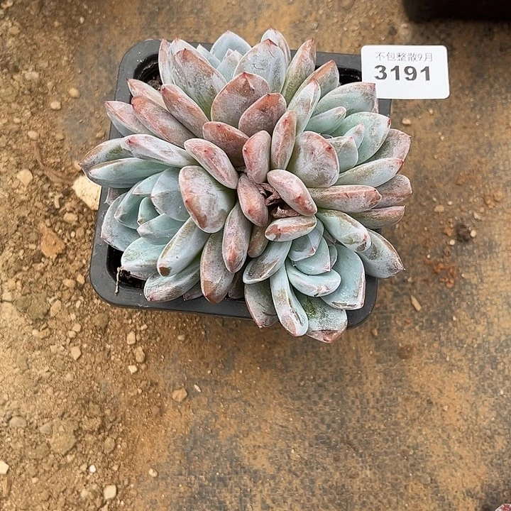 阿雅园艺。         3191梦露