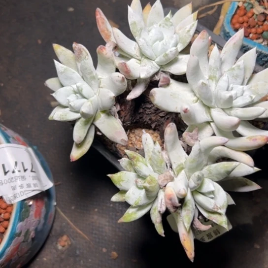 用****6谢谢姐姐～一物一拍8393