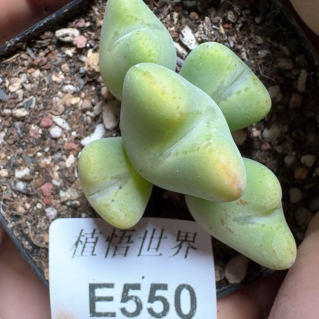 550号多肉植物哇c g