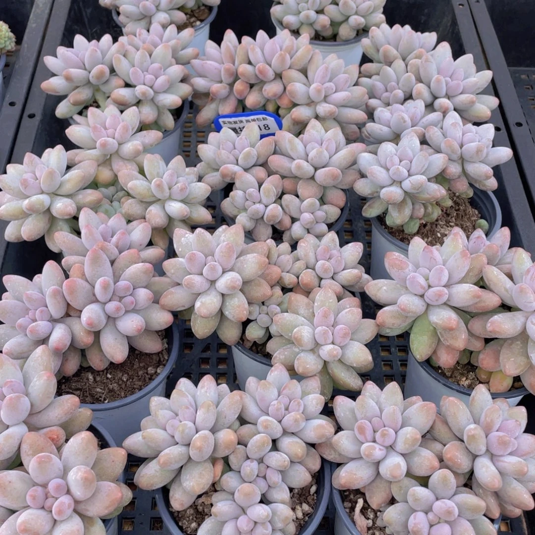 量拍118号 汤圆大群生一个