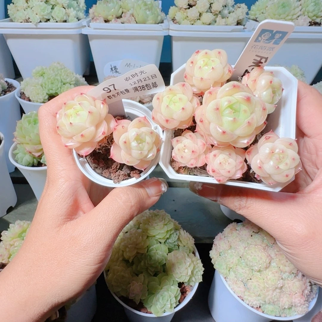 1221-97fm-20-1麦杆