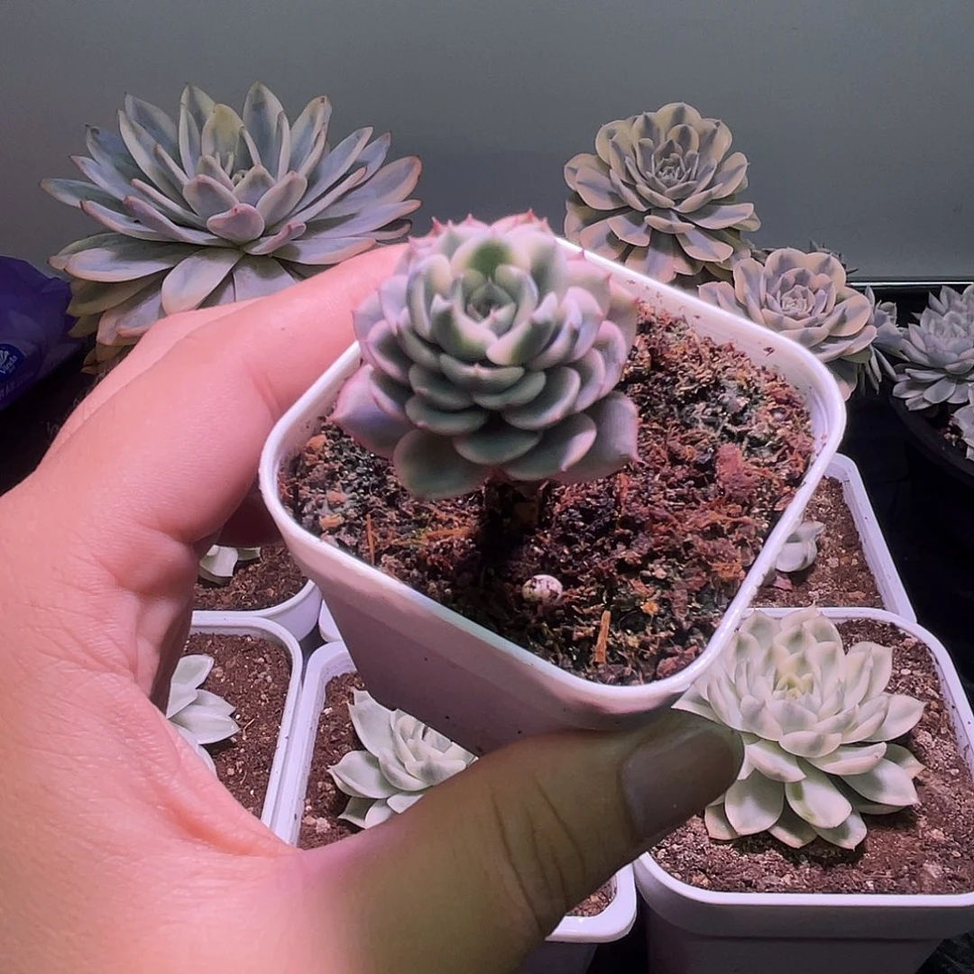 雨滴锦多肉植物一物一拍
