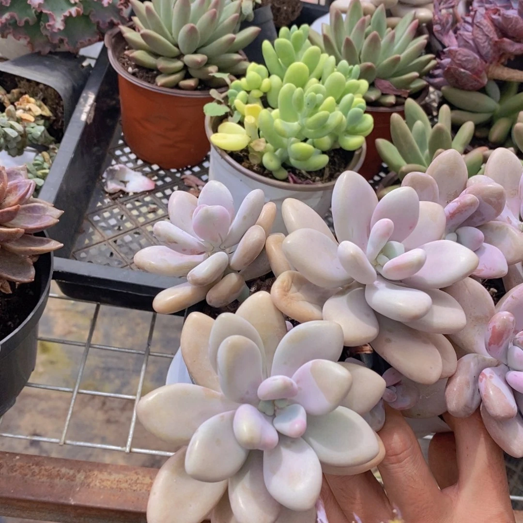 三头起发老桩桃蛋两盆