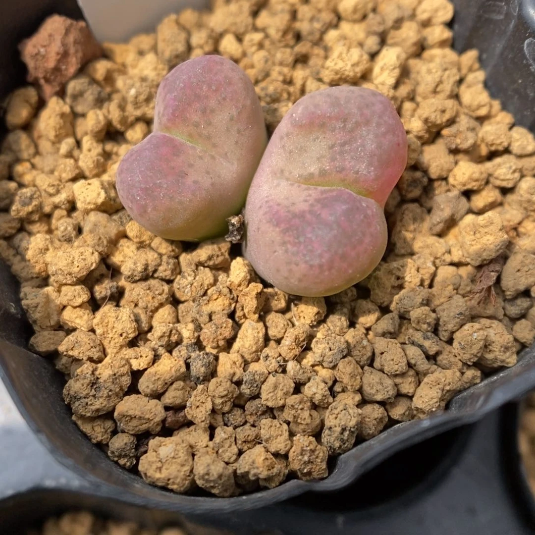 多肉植物肉锥杂交K-3500 风铃杂 锦 本场福利