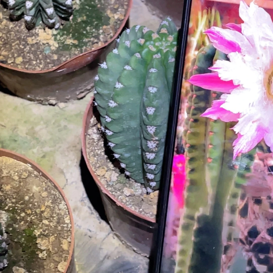 毛 国王 带盆土发货