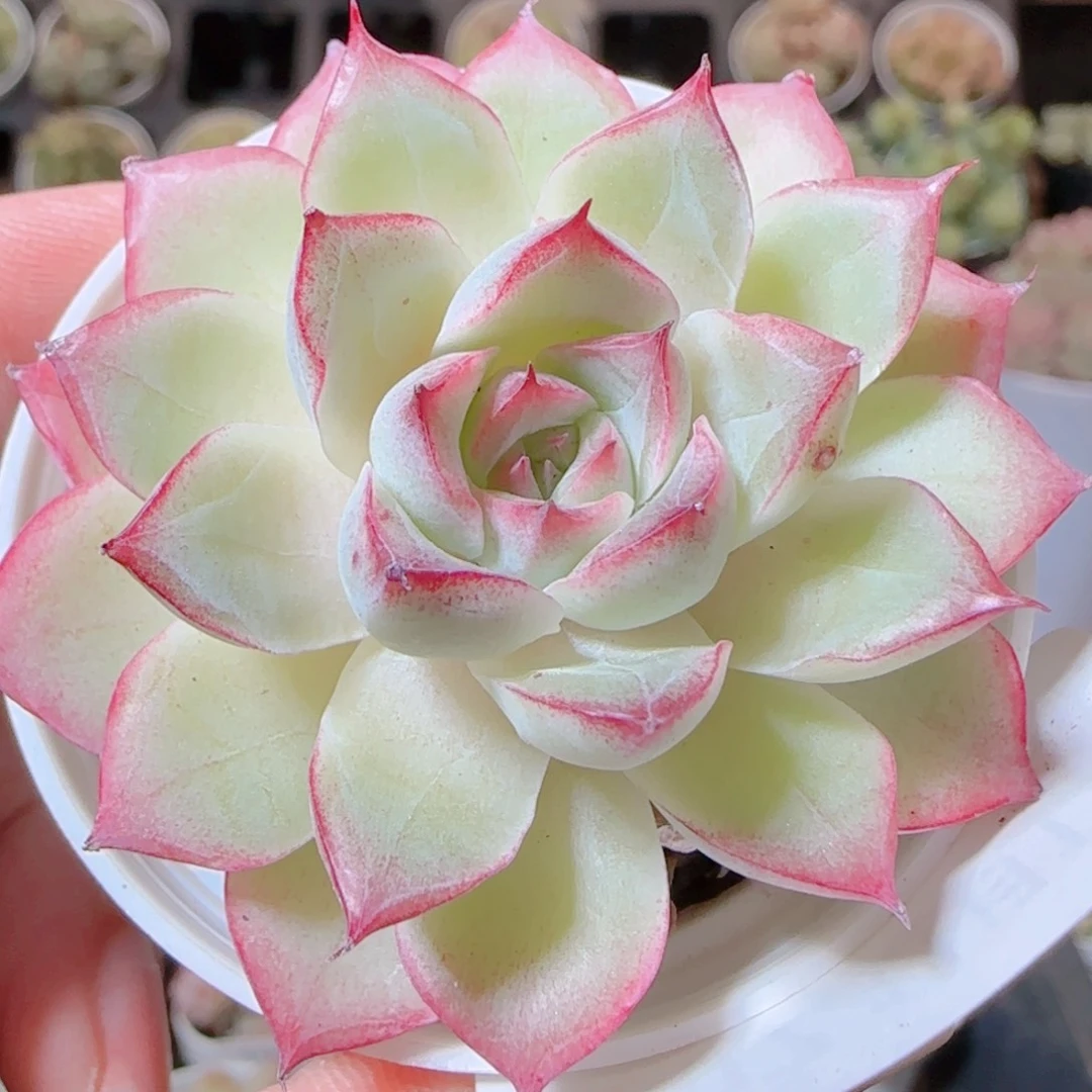 花语逸镜1115-207