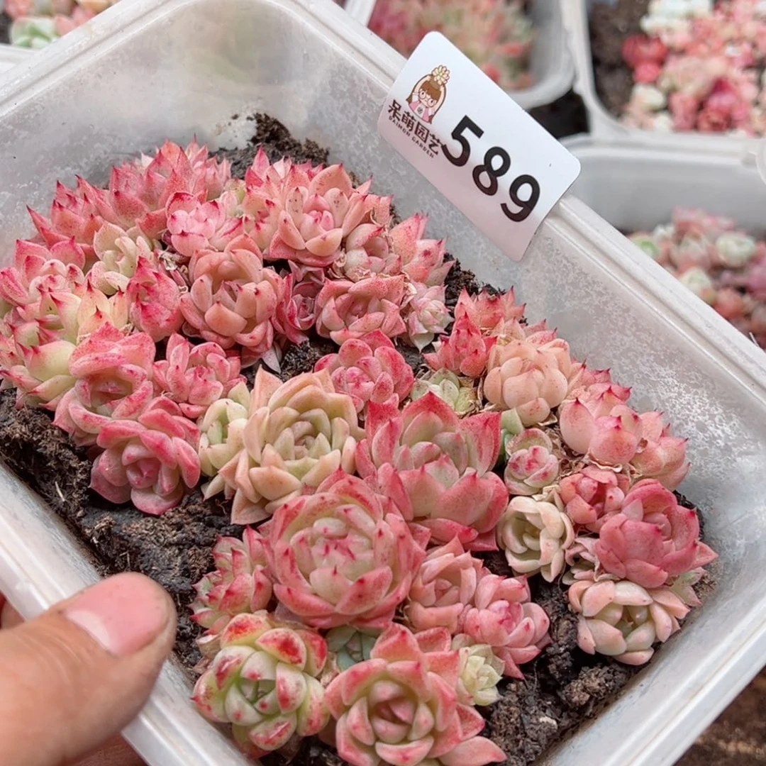 多肉植物多肉植物