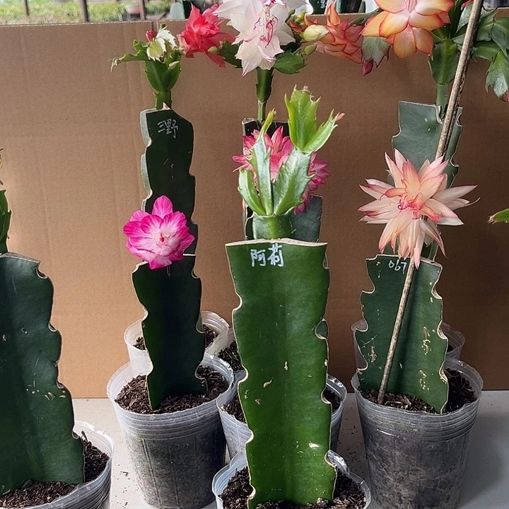 飞***猫当前无花朵，栽培后可花朵阿里西亚