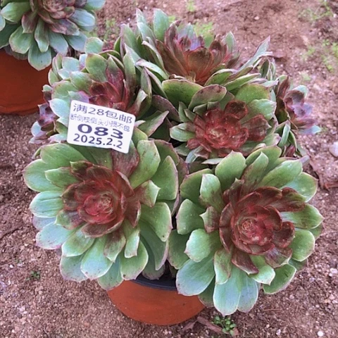 2.2-83红丝绒多肉植物