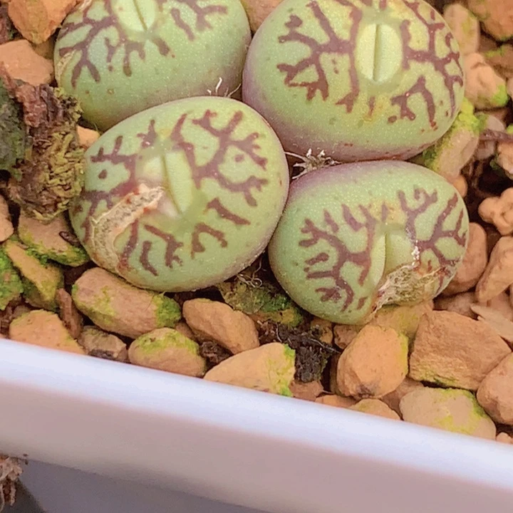 1455555555666865545886