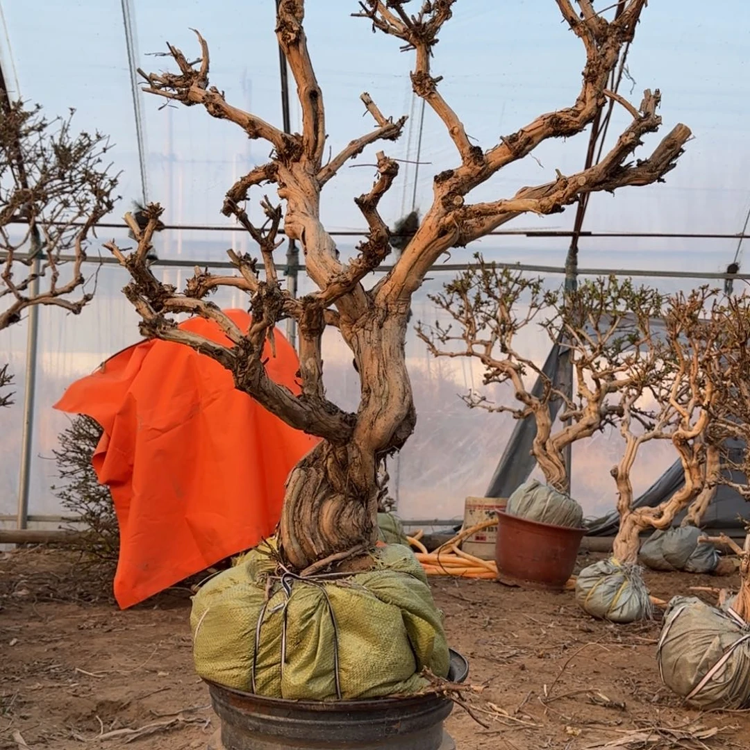 完全开放金银花455888888