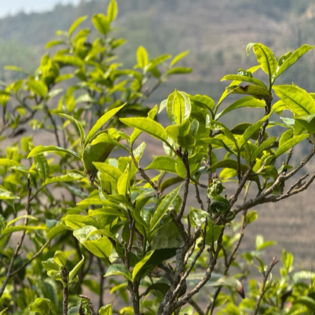 【通用链接】以主播介绍为主 普洱茶链接