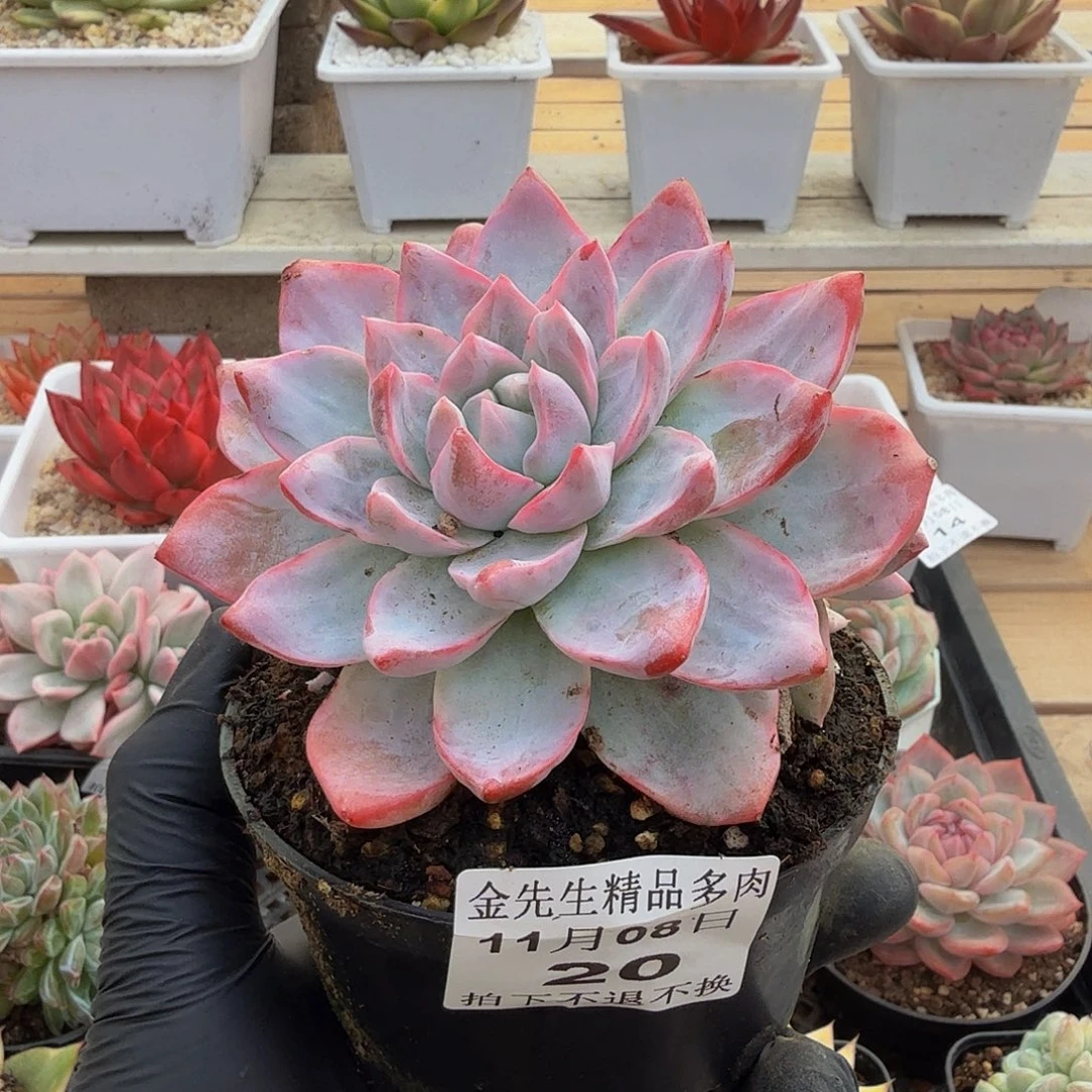 1108-20粉蓝鸟锦a