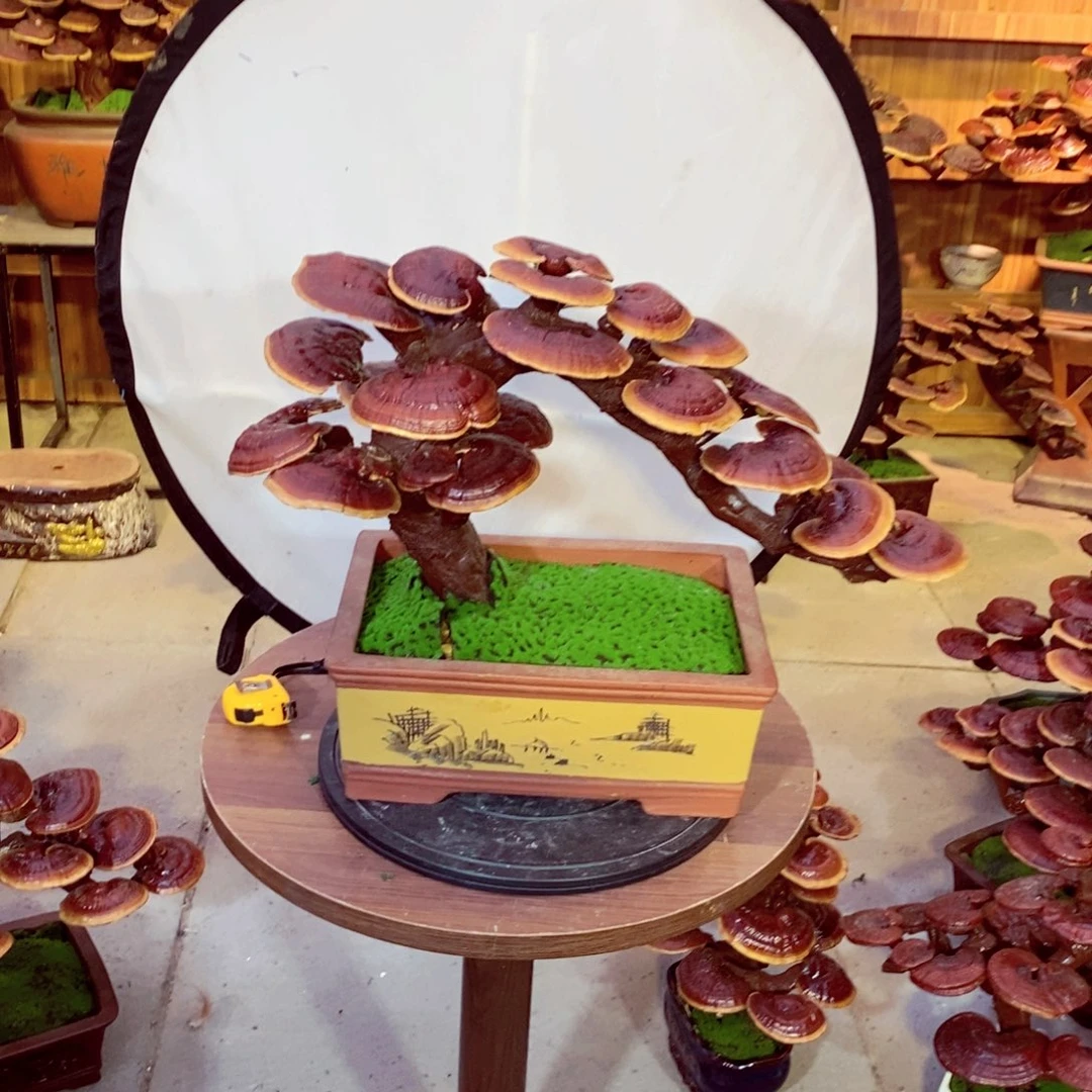 陈***陈无花朵发财了吧你的小伙伴都在这里啦