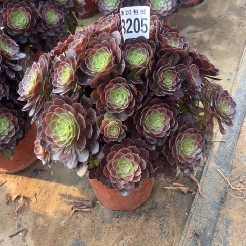 205黑魔不包断枝