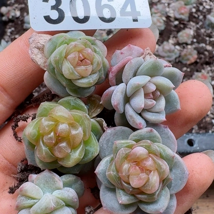 多肉植物多肉植物