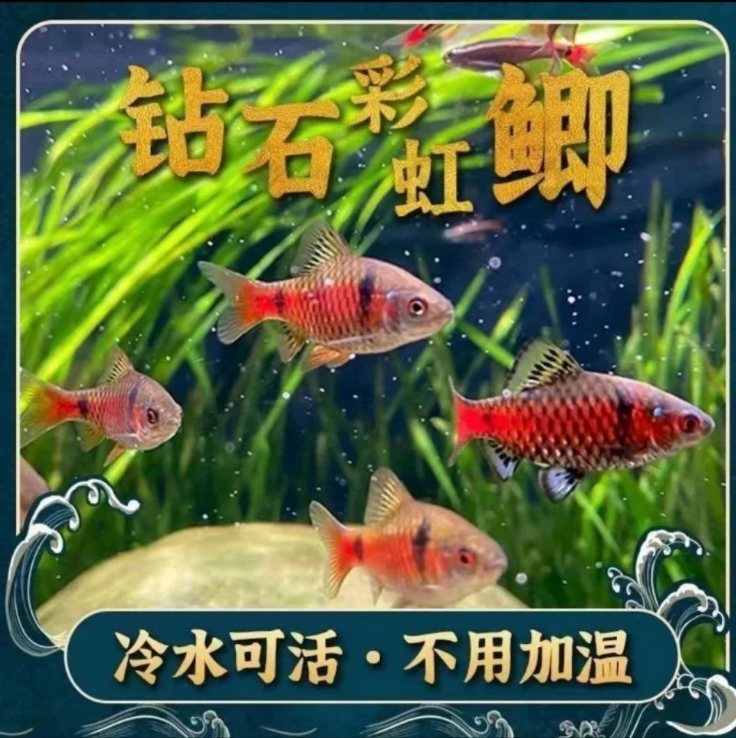 广温鱼 钻石彩虹鲫冷水原生观赏鱼宝免加温群游鱼好养新手淡水鱼