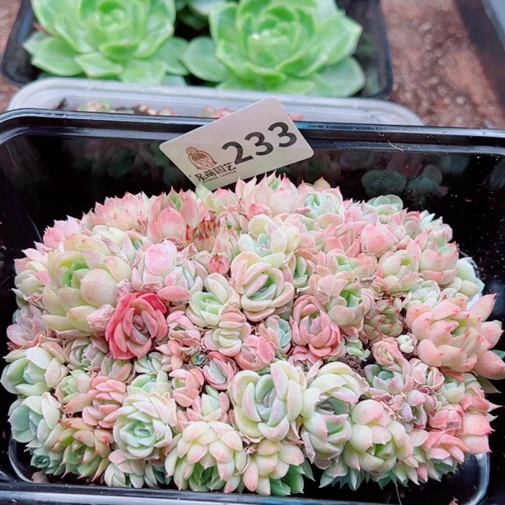 多肉植物多肉植物