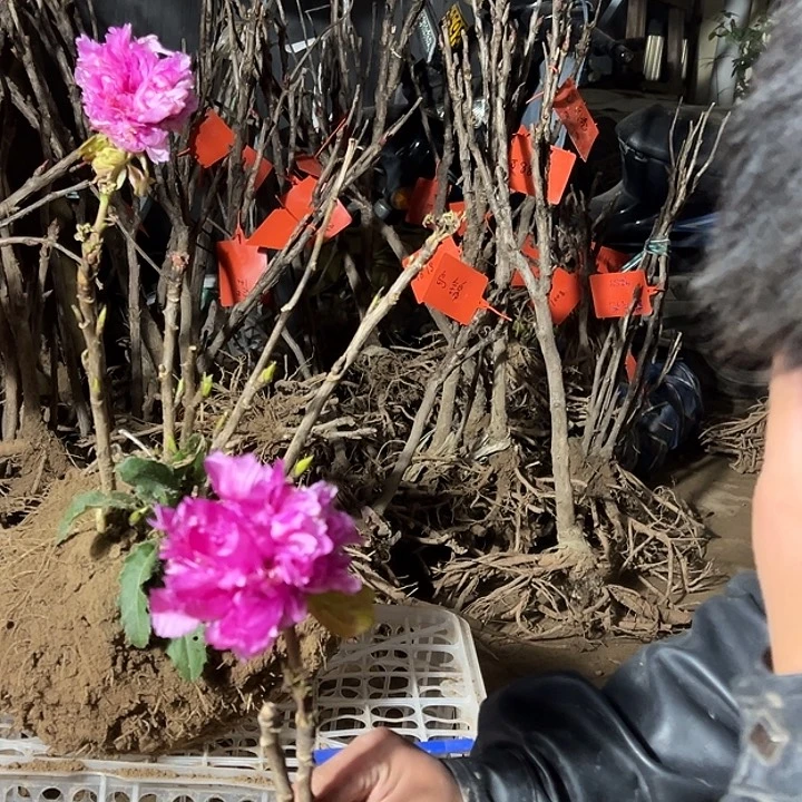 尊***制完全开放紫罗兰带花苞