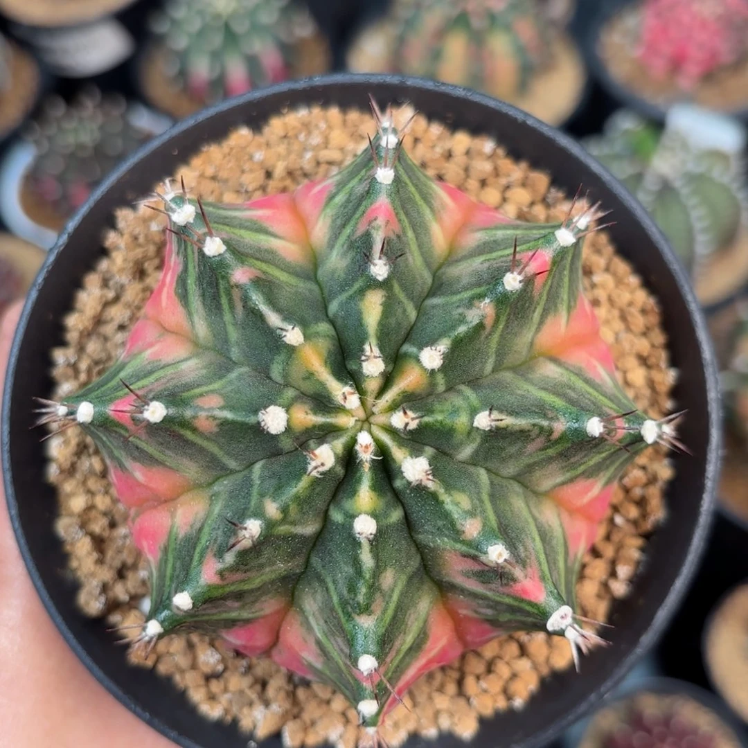 泰系米哈仙人球108