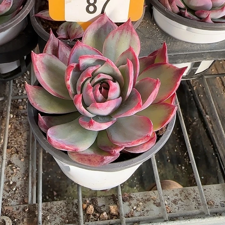 S***h87 惊鸿仙子多肉植物6-9cm