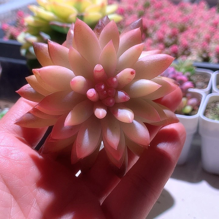红蜻蜓宽覆轮锦有根