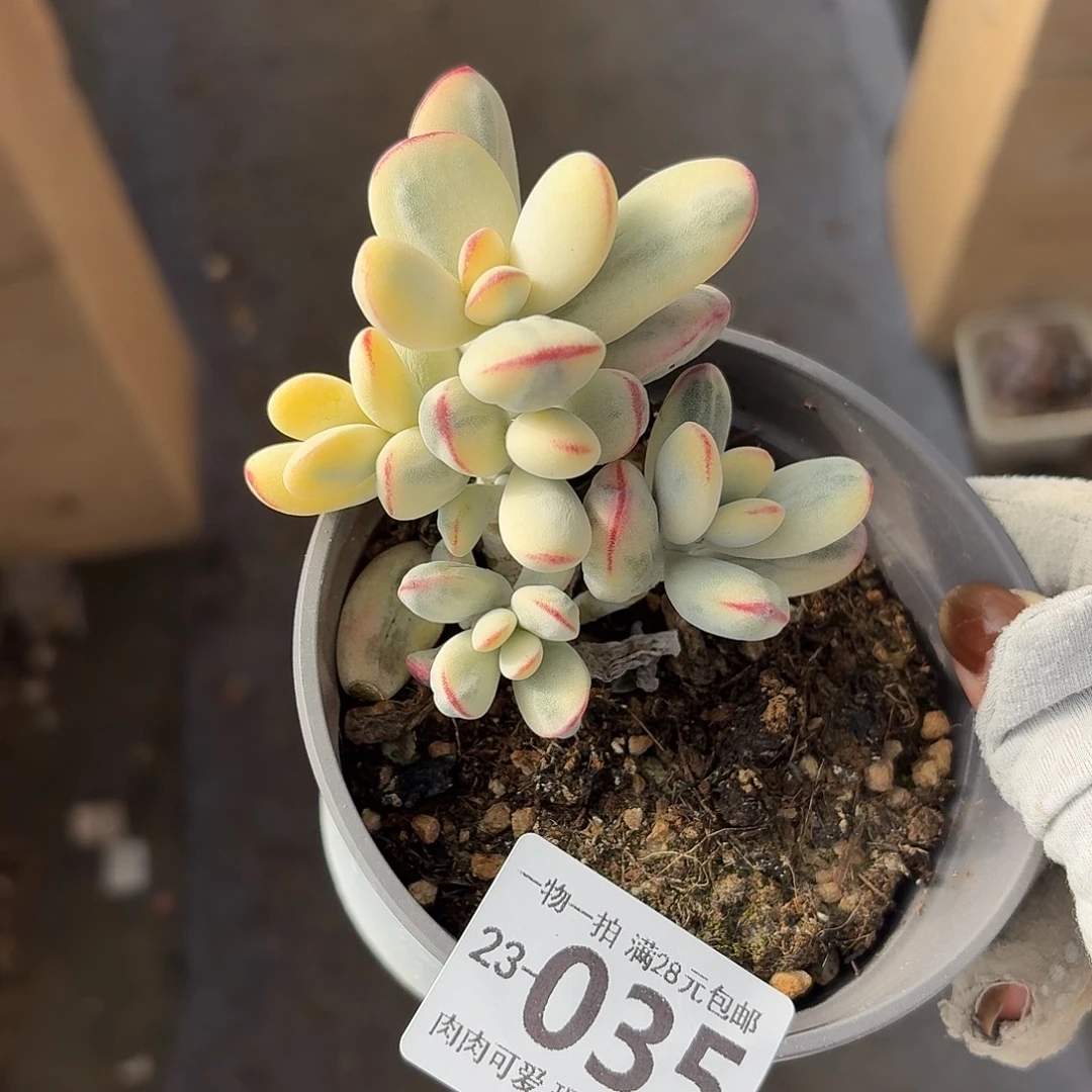 乒乓福娘锦无盆土发货