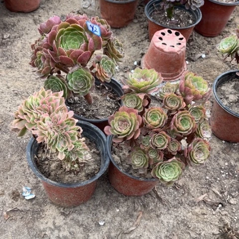 962多肉植物组合，