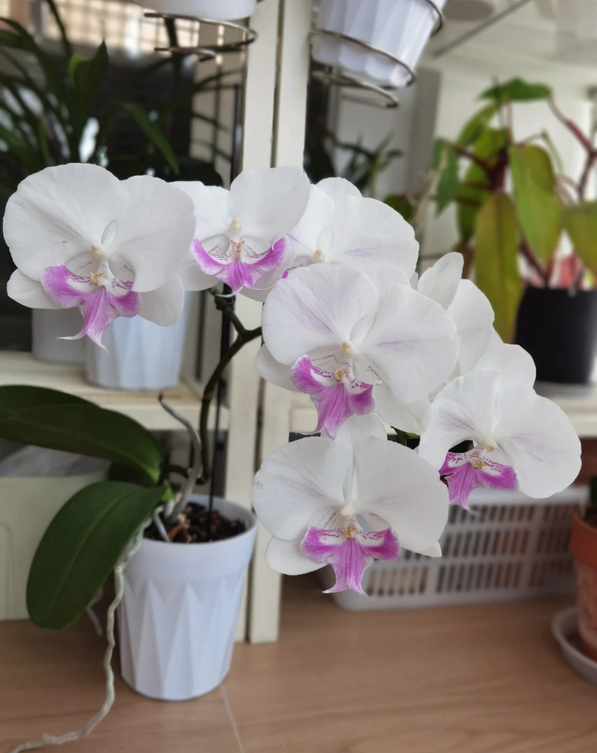 蝴蝶兰茶花女3.0寸加高杯新苗