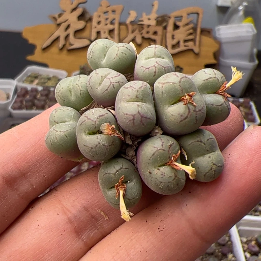 【闪购商品】00000008