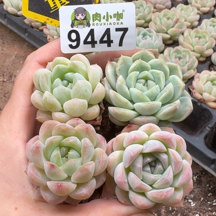 当前无花朵，栽培后可花朵多肉植物多肉植物