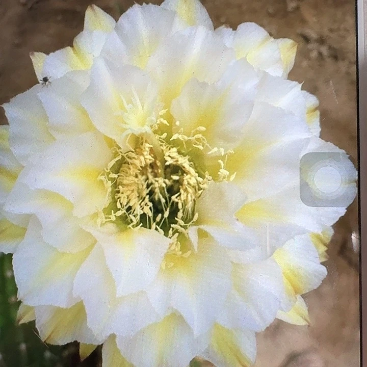 加强六月五侧芽5公分左右毛花柱（20包邮）