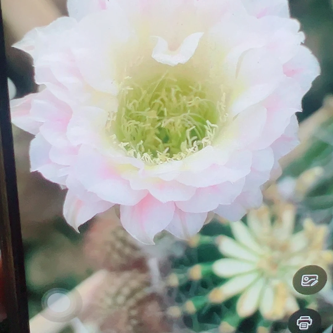 柱***彩草 千色 侧芽 满20包邮