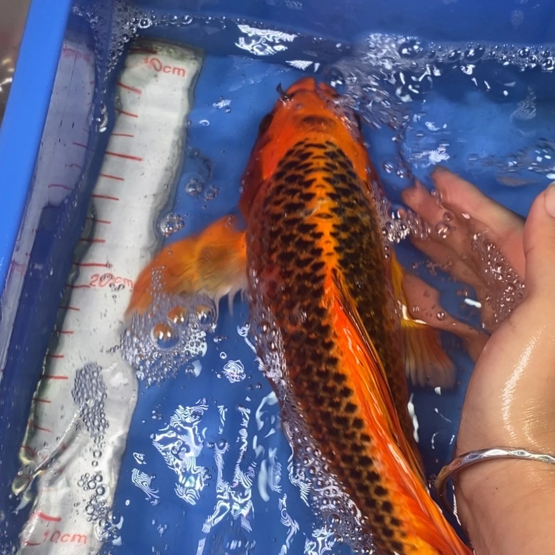 锦鲤冷水锦鲤包邮