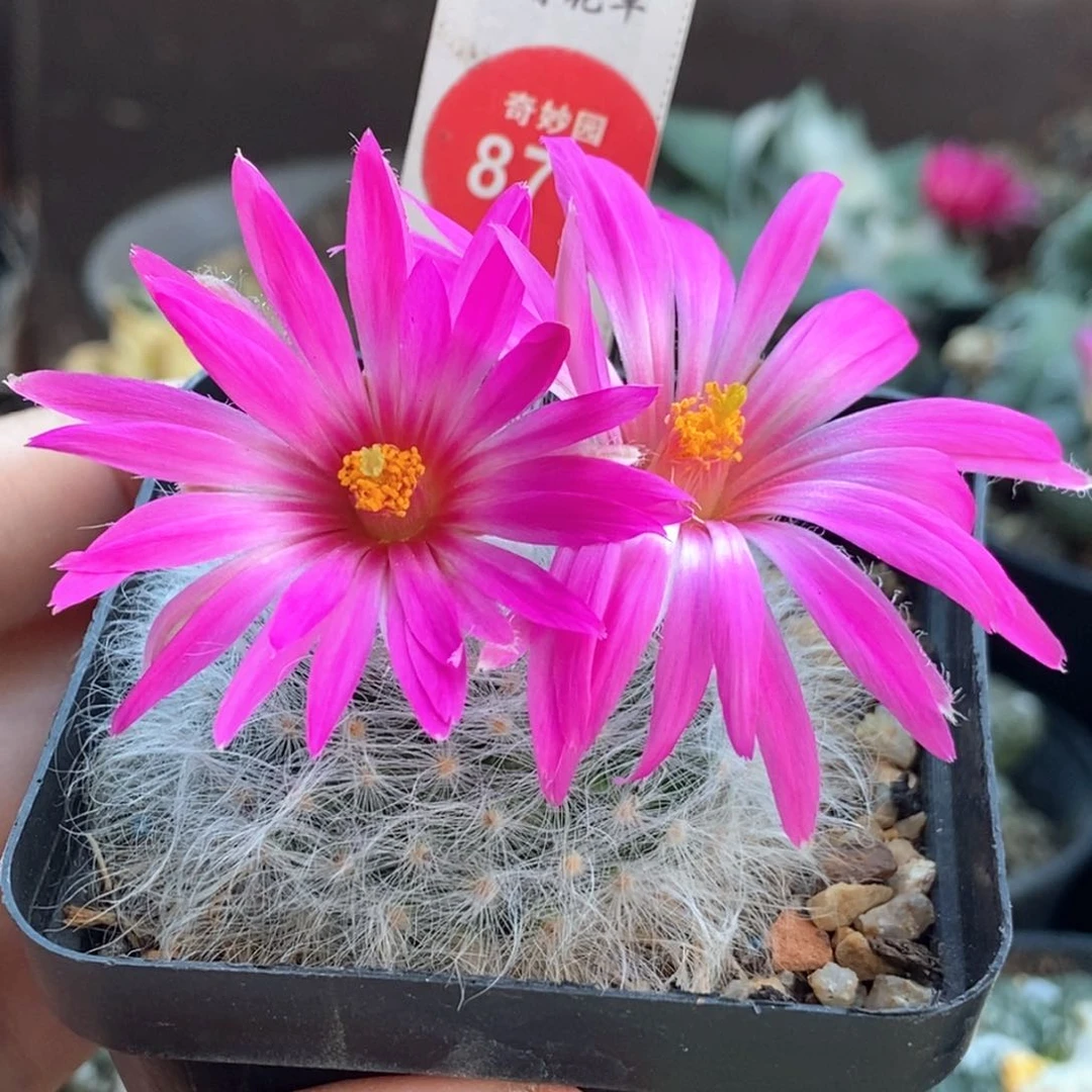 无刺丽花殿一棵4.5cm