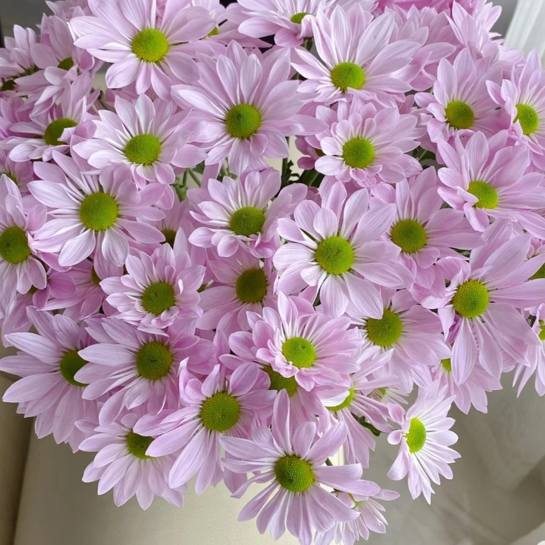 粉三文鱼小雏菊10枝，花期超长～