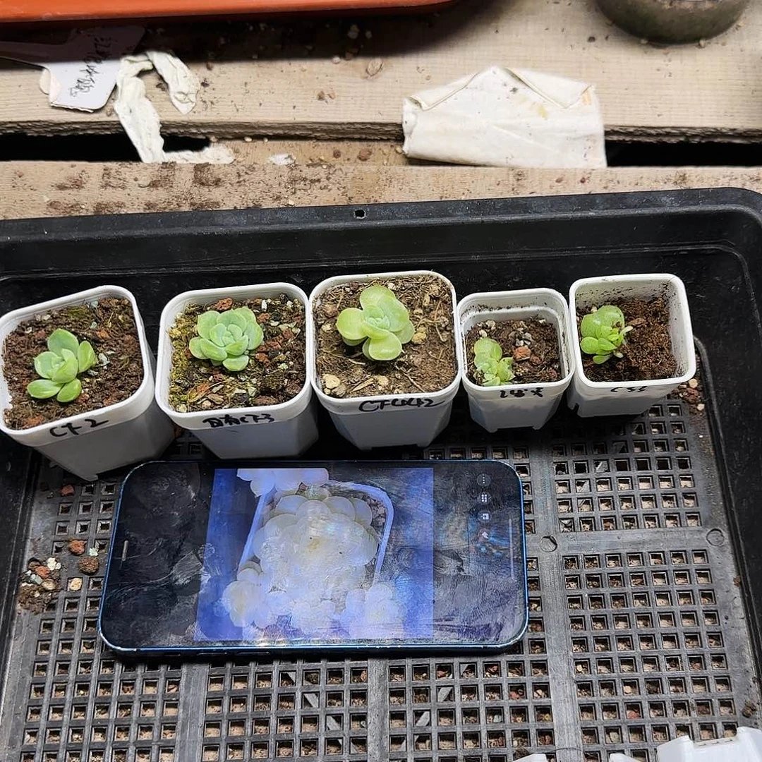 财富5件各一盆满25包邮