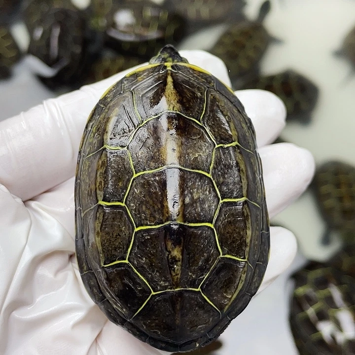 中华草龟公苏北金线草龟外塘龟