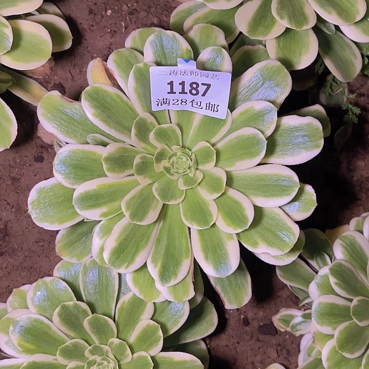 1187迈巴赫多肉植物
