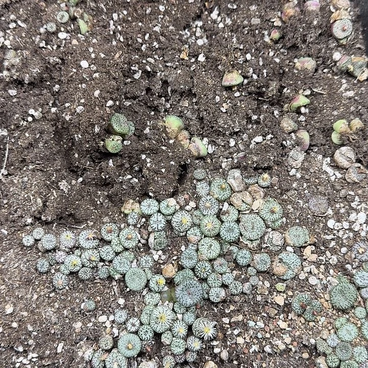 耶***耶75多肉植物多肉植物