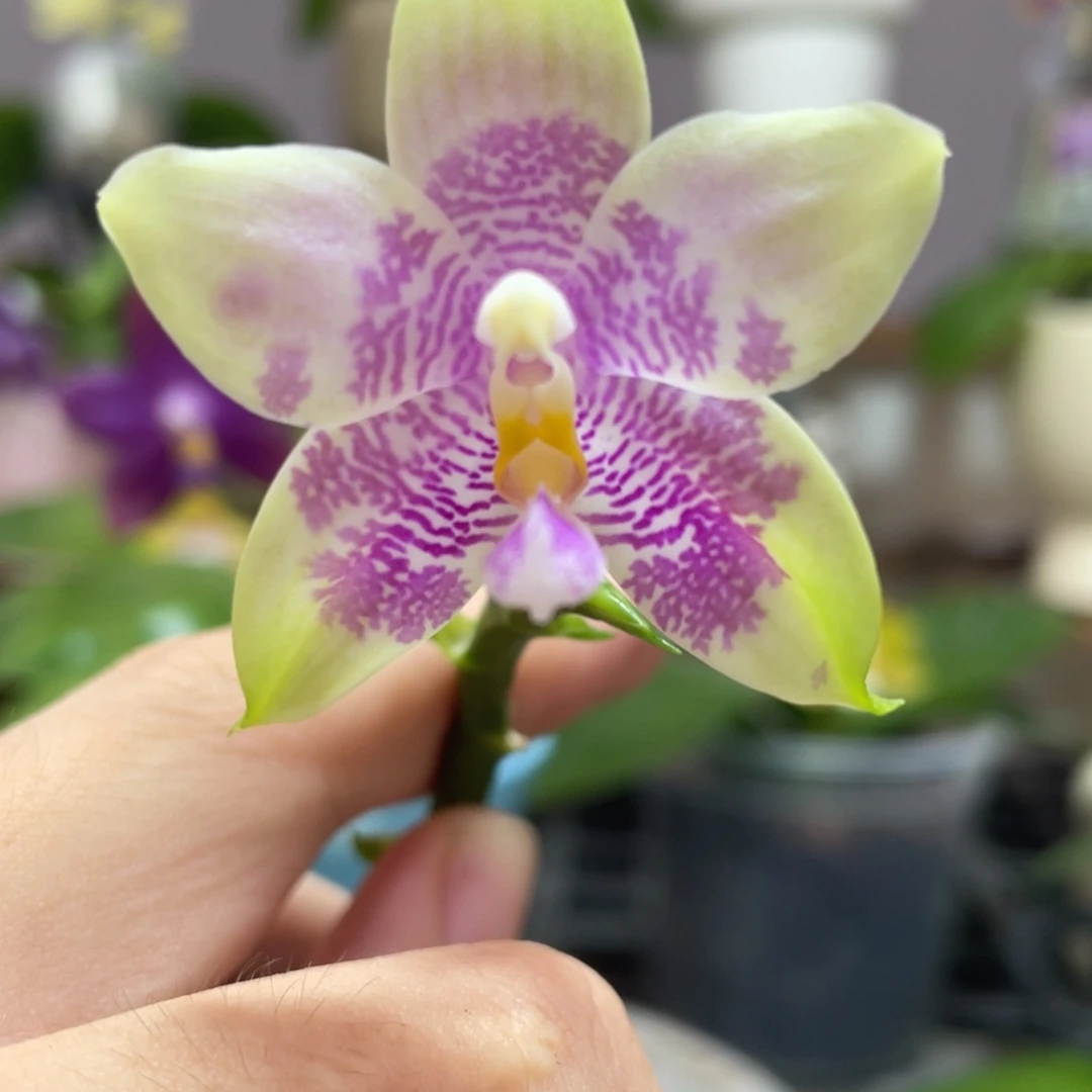 完全开放24叶瑕花期不保