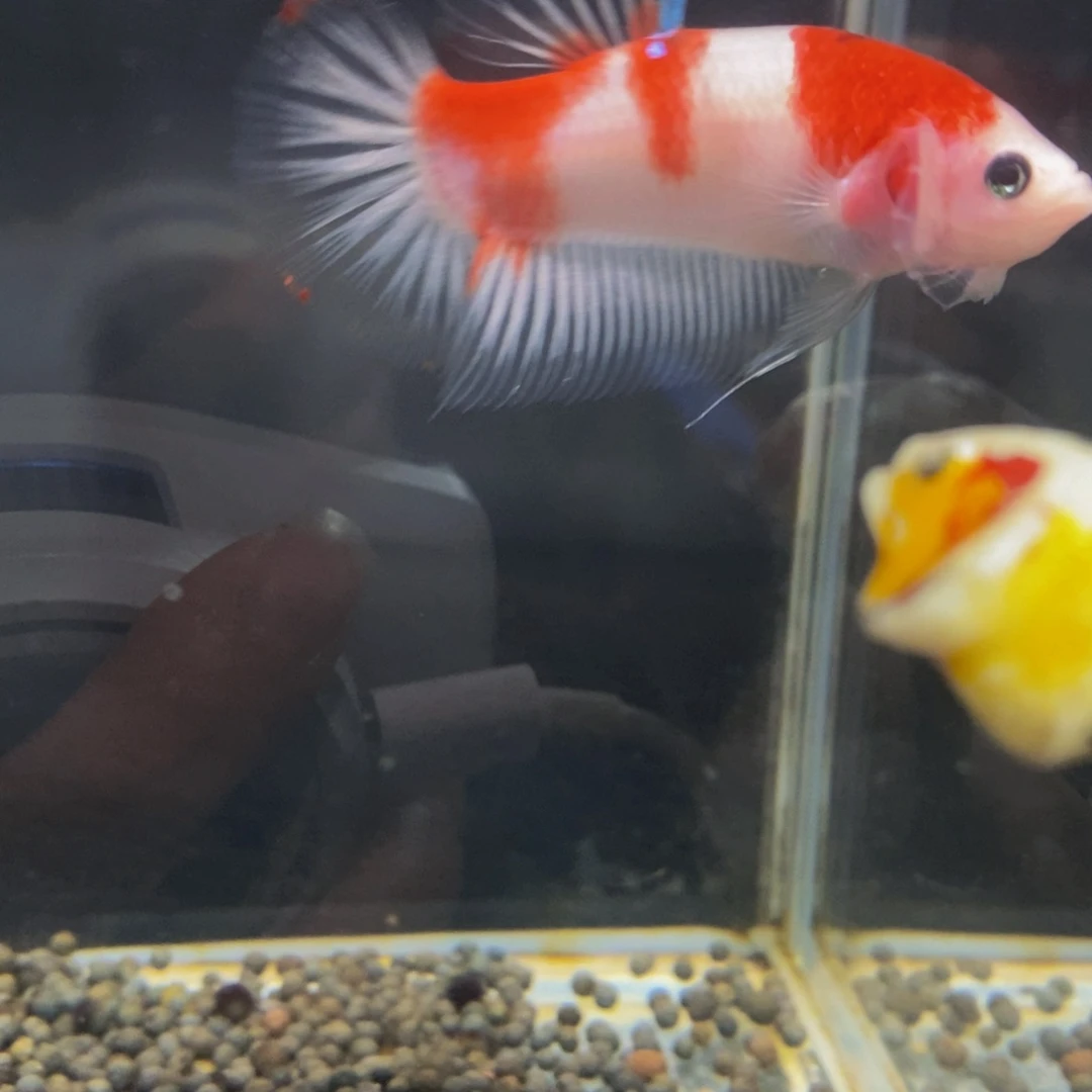 斗鱼292巨斗111111