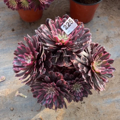 225油墨画朵朵多肉，