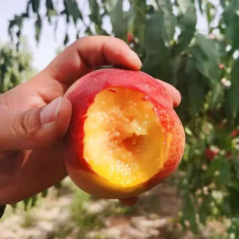 新疆软脆沙王油桃胜芒果油桃产地直发新鲜采摘顺丰空运包邮下雪