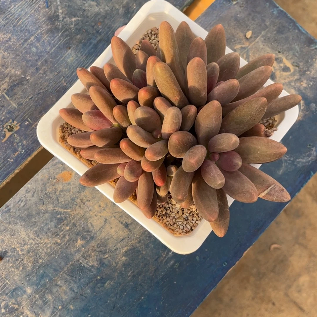 糖果一物一拍中通快递