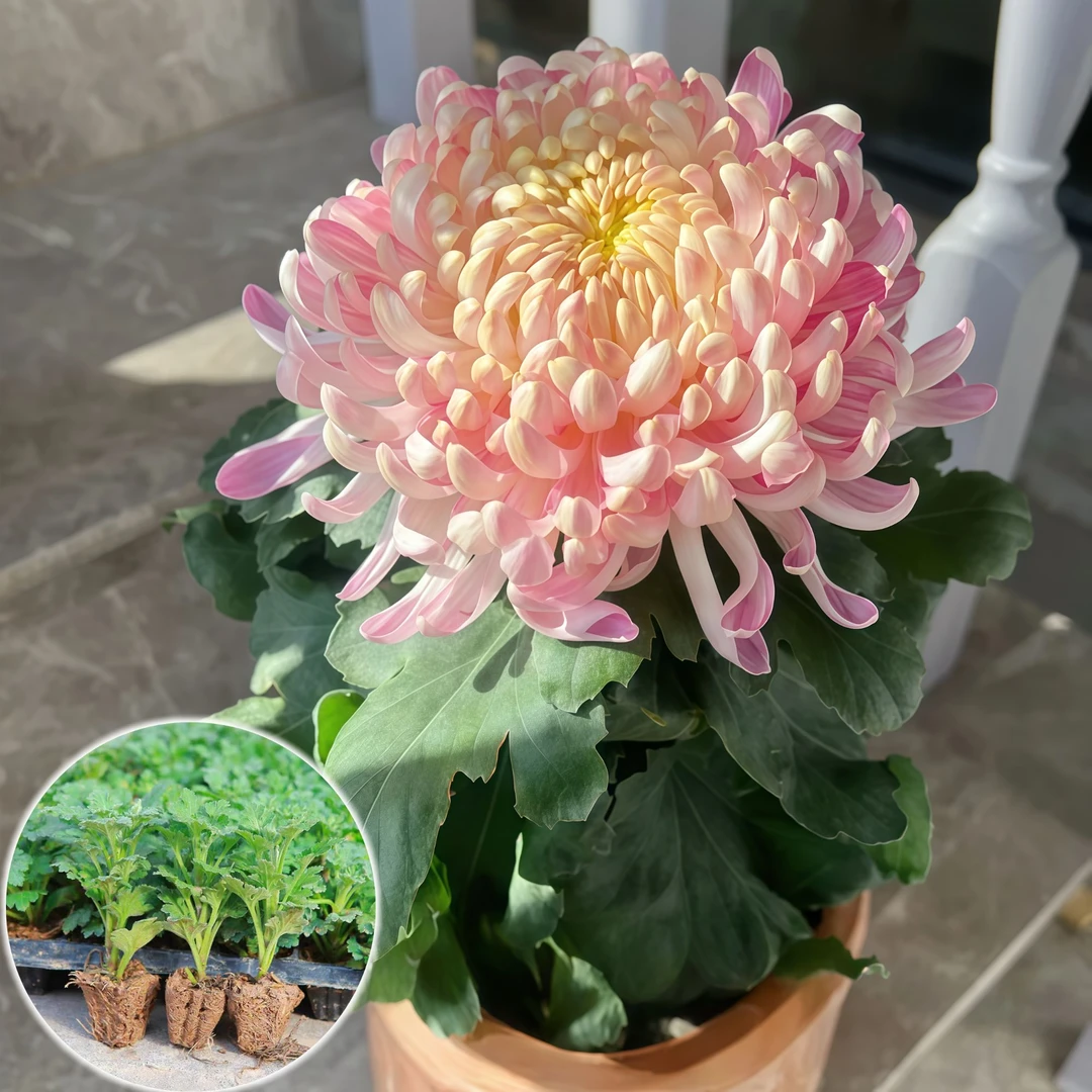 【国华圣者】带原土新鲜绿植花卉室内外种超大花苗扦插苗优质菊花苗