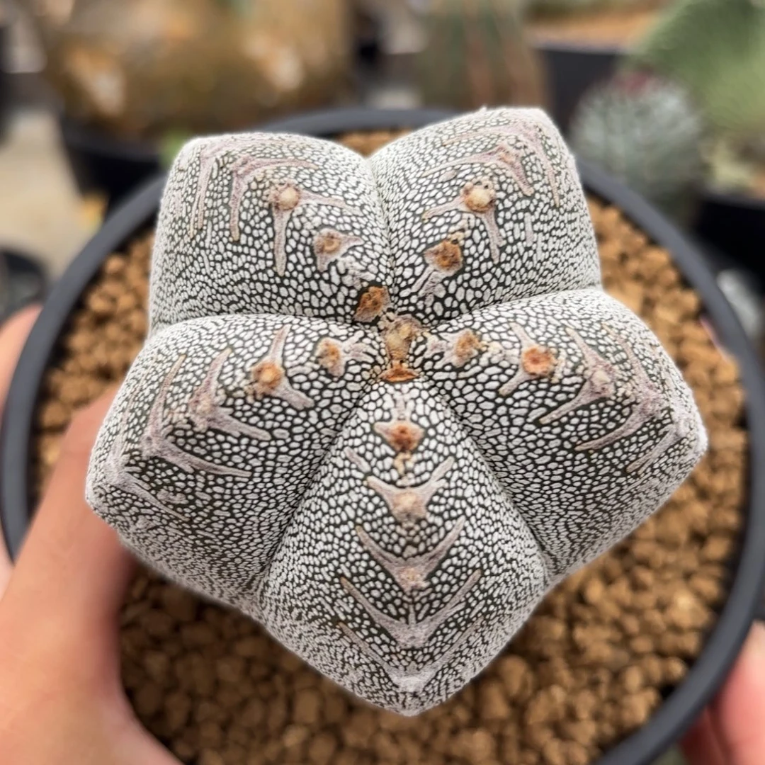 完全开放带v恩冢ggggg