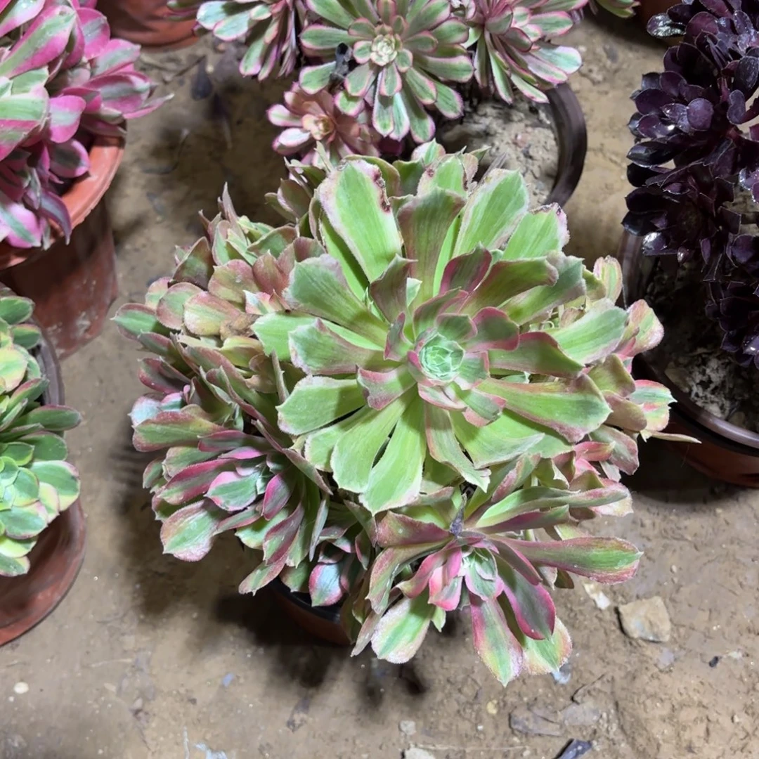 光辉法师9.9多肉植物